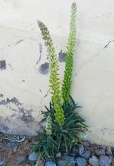 Reseda villosa