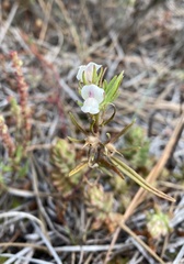 Misopates calycinum