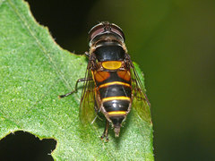 Palpada fasciata