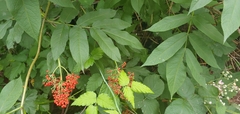 Sambucus racemosa
