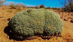 Anabasis aretioides