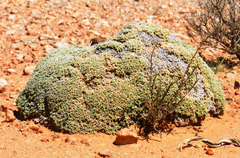 Anabasis aretioides
