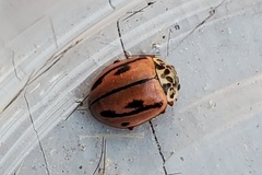 Mulsantina hudsonica