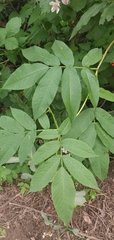 Sambucus racemosa