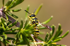 Stenodynerus cochisensis