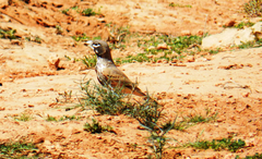 Ramphocoris clotbey