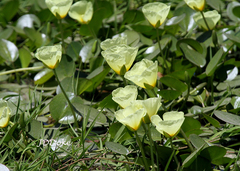 Hydrocleys nymphoides