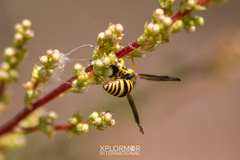 Stenodynerus cochisensis