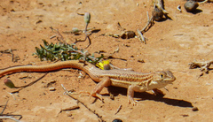 Acanthodactylus erythrurus