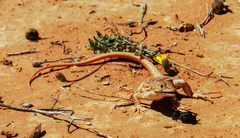 Acanthodactylus erythrurus