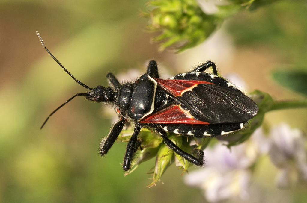 Mountain Bee Assassin