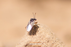 Geocoris pallens