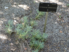 Astragalus granatensis