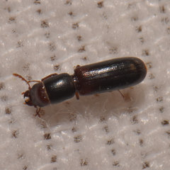 Corticotomus cylindricus