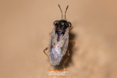 Geocoris pallens