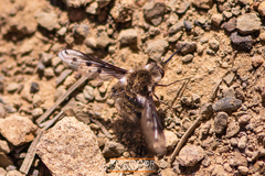 Bombylius albicapillus
