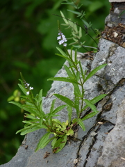 Verbena simplex