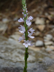 Verbena simplex
