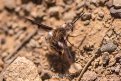 Bombylius albicapillus