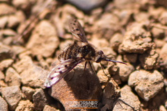 Bombylius albicapillus
