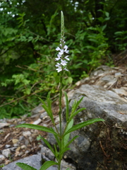 Verbena simplex