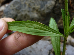 Verbena simplex