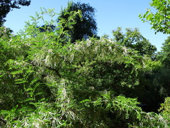 Sophora davidii