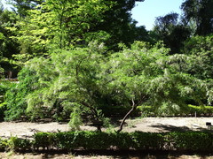 Sophora davidii