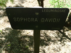 Sophora davidii