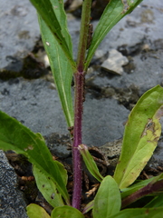Verbena simplex