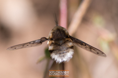 Bombylius albicapillus