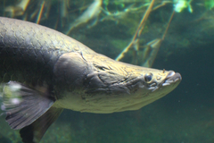 Arapaima gigas