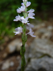 Verbena simplex