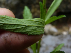 Verbena simplex