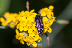 Acmaeodera connexa