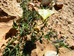 Convolvulus supinus