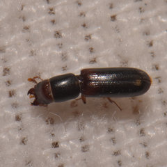 Corticotomus cylindricus