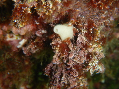 Calcarea