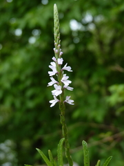 Verbena simplex