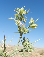 Zilla spinosa