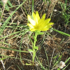 Xanthisma texanum drummondii