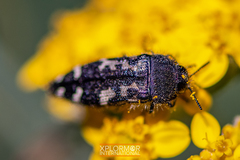Acmaeodera connexa
