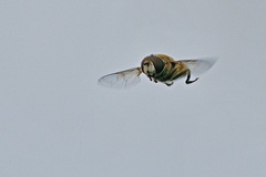 Diptera