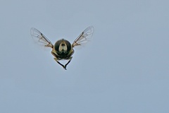 Diptera