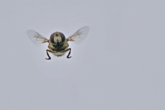 Diptera
