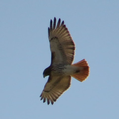 Buteo jamaicensis