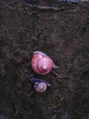 Cepaea nemoralis