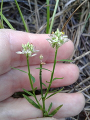 Polygala mariana