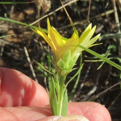 Xanthisma texanum drummondii
