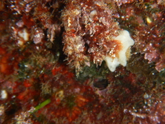 Calcarea